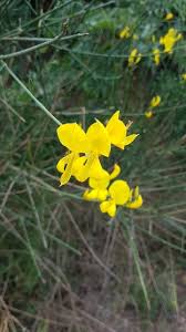 Image result for Aptosimum junceum