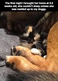 Dog and cat friendship quotes dog and cat friends quotes dog. Fur Babies Rest In Peace Cat Quotes 50 Beautiful Loss Of Pet Quotes Love Lives On Dogtrainingobedienceschool Com