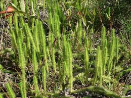 Image result for Lycopodiella caroliniana