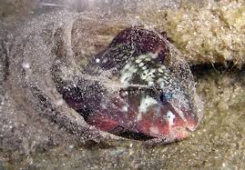 Sea snot spreads along the caddebostan shore in istanbul on monday, june 7, 2021. Blankets Of Snot Protect Sleeping Reef Fish From Parasites Wired