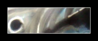 Image result for sharks by laurel sobol