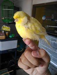 The norwich plainhead canary dates back to the arrival of the first canaries into england with the huguenot refugees fleeing europe in the late 16th century. Pin On Animal