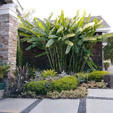 Image result for Musa ornata