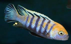 Image result for Microchloa afra