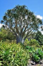 Image result for Aloidendron barberae