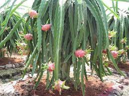 Lack of sunlight may be responsible for a dragon fruit cactus not blooming, as the plant flowers when the days are long. Potted Dragon Fruit Tree Plant Cacti Succulent Epiphyllum Orchid Cactus Pitaya Dragon Fruit Tree Trees To Plant Fruit Trees