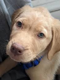 Nala's Adoption and Hike Experience