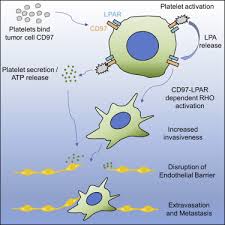 Platelets Promote Metastasis via Binding Tumor CD97 Leading to  Bidirectional Signaling that Coordinates Transendothelial Migration