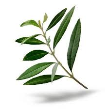 Fresh Olive Tree Branch Green Leaves Isolated On White Background Tree Illustration Olive Tree Tattoos Oak Tree Tattoo