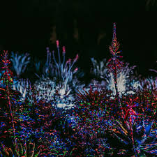 Garden Of D Lights 2019 The Ruth Bancroft Garden Nursery Garden Nursery Holiday Decor Bancroft