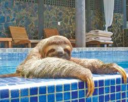 Tumblr M4a18qfgli1qfg8rlo1 400 Jpg 400 317 Cute Sloth Pictures Sloth Cute Baby Sloths