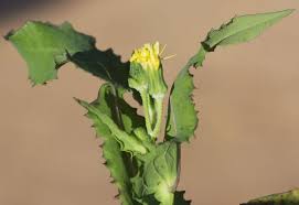 Image result for Sonchus luxurians