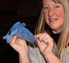 Saturday October 5th, 9:00-11:00 am, Nature Outing to Indian Creek Nature  Center-Bird Banding: **Let's join this special bird banding public program  with Ornithologist Dr. Neil Bernstein for a special bird banding program