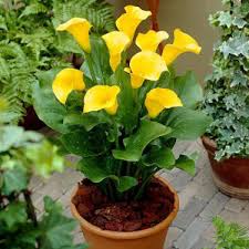Få 10.000 sekund stockvideoklipp på yellow tulip among field grass, med 24 fps. Calla Lily White Yellow Flower Bulbs à¤« à¤² à¤µà¤° à¤¬à¤² à¤¬ à¤¸ Blue Fern India Mumbai Id 8895312330