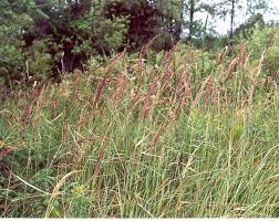 Image result for Agrostis epigejos