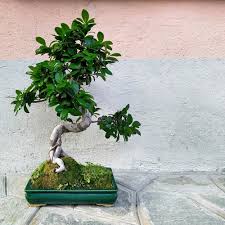 Image result for Fuirena microcarpa