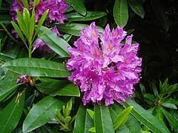 Image result for Rhododendron
