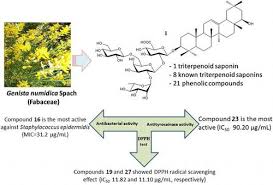 Image result for Ateleia herbert-smithii