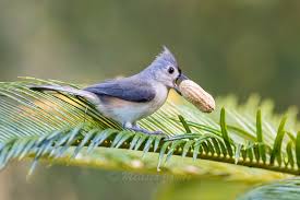 Tufted Titmouse Vs Peanut Feederwatch