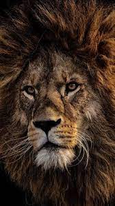 Pin By West Maiden House On Black Lion Lion Wallpaper Black Lion Lions Photos
