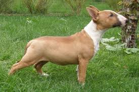 They were bred to be fighting dogs. Miniature Bull Terrier Puppies For Sale Puppy Breed Info Miniature Bull Terrier Bull Terrier Puppy Bull Terrier