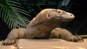 Komodo Dragon (Varanus komodoensis) [6263x3523] : rAnimalPorn