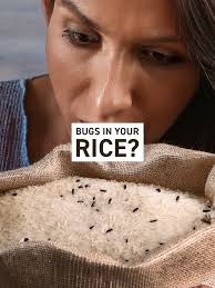 Bugs in Organic Rice from Costco