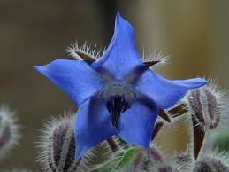 Raw, cooked, and even pickled. Borage Starflower Borago Officinalis