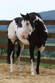 Black And White Paint Horses For Sale Near Me Pin On Animaux Mignons