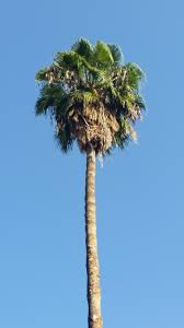 Image result for Washingtonia filifera