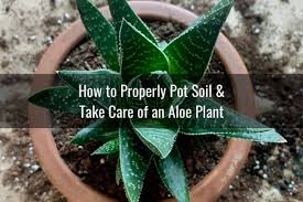 Examples include flowering plants or those that have outgrown their stems quickly. Why Is My Aloe Plant Growing Sideways Ready To Diy