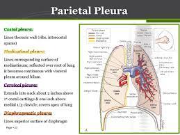 Anatomy Of The Pleura Anatomy Drawing Diagram