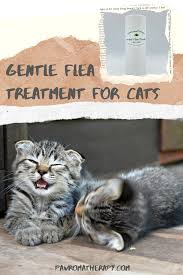 Pin On Cat Health And Wellness