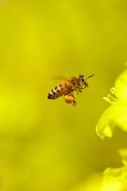 Image result for honey bee flying
