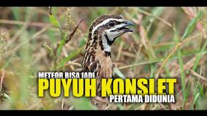 Newsflash Meteor Bisa Jadi Puyuh Konslet Pertama Didunia Youtube