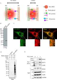 We did not find results for: Ascorbate Peroxidase Proximity Labeling Coupled With Biochemical Fractionation Identifies Promoters Of Endoplasmic Reticulum Mitochondrial Contacts Journal Of Biological Chemistry