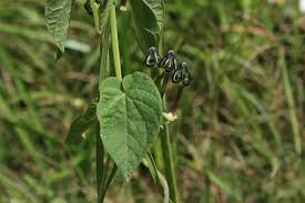 Image result for Ceropegia papillata