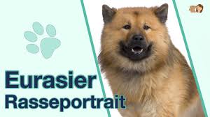 The eurasier, or eurasian dog, is a breed of dog of the spitz type that originated in germany. Eurasier Im Rasseportrait Alles Uber Diese Familienfreundliche Hunderasse Youtube