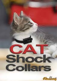 Then i thought about trying an electric shock collar as a last resort. Best Cat Shock Collars 2021 All You Need To Know