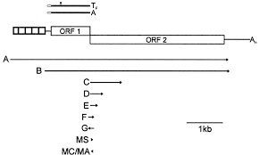 Orf broadcasts his message format and time. High Affinity Non Sequence Specific Rna Binding By The Open Reading Frame 1 Orf1 Protein From Long Interspersed Nuclear Element 1 Line 1 Journal Of Biological Chemistry