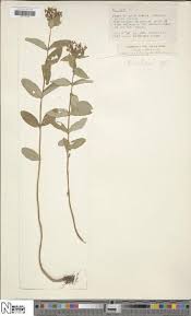 Image result for Eriosema tisserantii