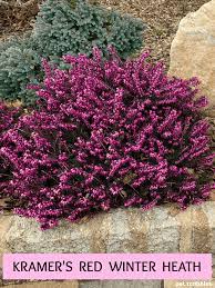 Kramer S Red Winter Heath Garden Shrubs Evergreen Garden Evergreen Shrubs