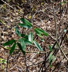 Image result for Smilax