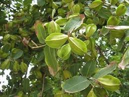 Image result for Terminalia bellirica