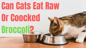 In particular, cats can also eat tuna if they're feeling unwell, for example, if they have tongue ulcers. Can Cats Eat Raw Or Cooked Broccoli Kitty Cats Blog