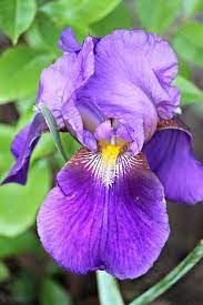 Pin By Jo Michelin On My Photos Iris Flowers Flora Flowers Beautiful Flowers