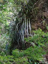 Image result for Vittaria