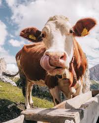Cows In The Dolomites Italy In 2021 Cow Pictures Animal Photography Italy Pictures