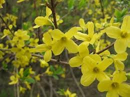 Ekstrak Fruktus Forsythiae Supplier Forsythin Phillyrin Ekstrak Forsythia Menangis Forsythia Suspensa Extract Powder Manufacturer