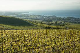 Guide to canton vaud ancestry, family history and genealogy: Discover The Grapes Of Vaud Decanter